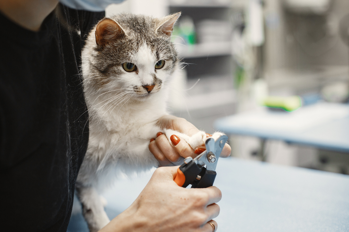 A Person Clipping Cat's Nail